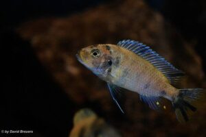 Metriaclima zebra 'Masinje'